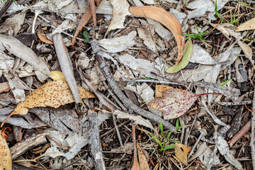Organic woodland debris texture with grass and bark