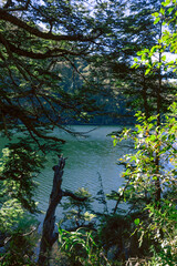 lake trought the trees