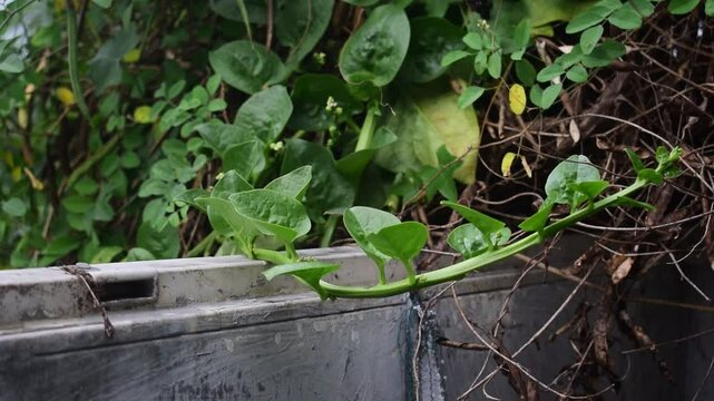 focuses on a Malabar spinach (Basella alba) vine with its vibrant green, heart-shaped leaves trailing over a weathered ledge. The background shows a dense mix of this and other vegetation, including s