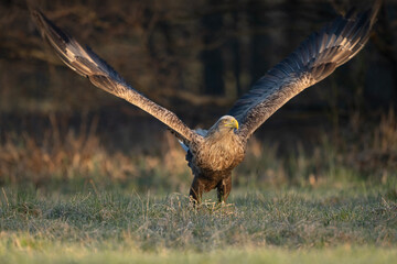 Bielik zrywający się do lotu