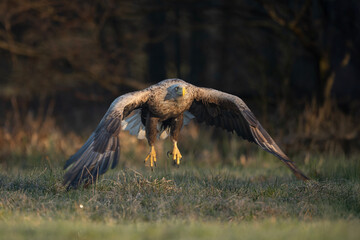 Bielik lecący nad łąką