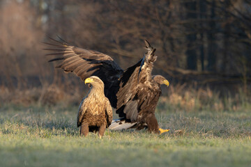 dwa bieliki na łące