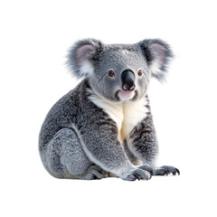 Naklejka premium Koala Sitting isolated on transparent background