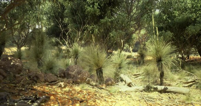 This depiction showcases the unique vegetation of the Australian bush, featuring prominent native grasses among rocky soil and scattered trees under dappled sunlight.