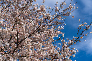 満開の桜と青空の春風景