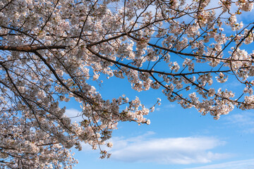 満開の桜と青空の春風景