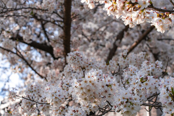 満開の桜と青空の春風景