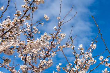 満開の桜と青空の春風景