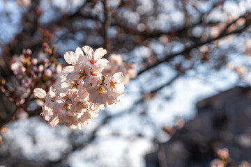 満開の桜と青空の春風景