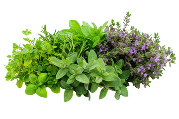 Obraz premium Fresh herbs aromatic culinary bouquet oregano thyme rosemary basil mint bright vibrant green purple