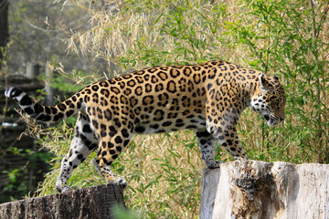 Leopard (Panthera pardus) Raubkatze in Landschaft
