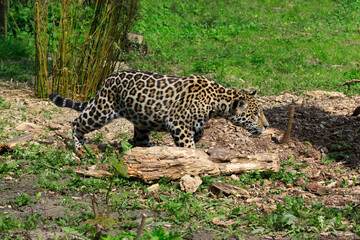 Leopard (Panthera pardus) Raubkatze in Landschaft