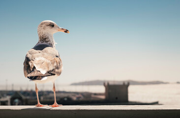 Closeup of a Seagull Standing on Wall Overlooking Ocean and Historic Fort in the Costal Town of Essaouira, Morocco, North Africa