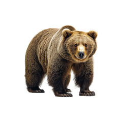 Fototapeta premium Bear isolated on transparent background