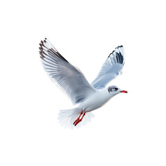Obraz premium Seagull in Flight isolated on transparent background