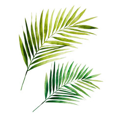 Fototapeta premium Palm tree leaf, simple watercolor clipart, tender green color, solid white background, png