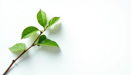 Obraz premium A single branch against a bright white canvas, emphasizing its texture, foliage, isolated branch