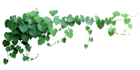 Bush Grape Image on transparent background