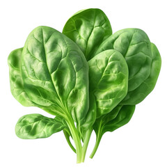 Obraz premium Fresh spinach leaves, realistic leafy texture, vibrant green, isolated transparent background.