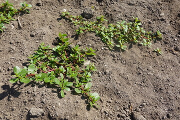Purslane Plants Growing in Dry Garden Soil