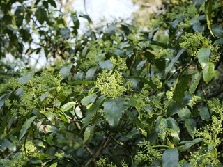 庭園に植えられている庭木
