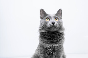 Beautiful Blue Cat Looking Up