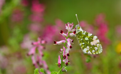 Anthocharis gruneri 1389