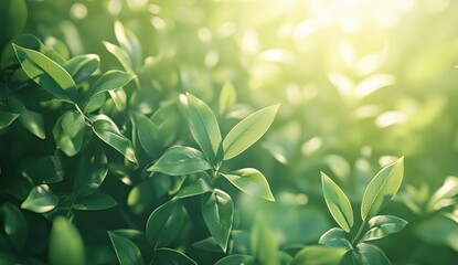 Obraz premium Lush green foliage bathed in sunlight