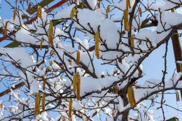 white winter snow