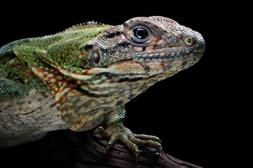 Ctenosaura similis Closeup on stone with isolated background, Ctenosaura similis lizard closeup