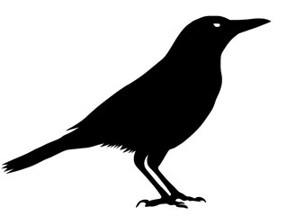 Obraz premium Isolated Silhouette Of Colorful Bird Illustration On Black Background