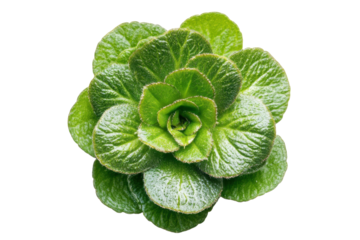 Lush green succulent plant rosette shape vibrant leaves close up view isolated on white botanical