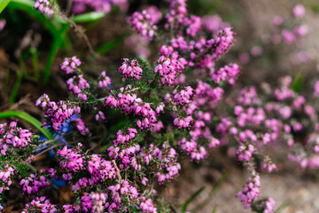 Obraz premium A vibrant close-up of delicate pink flowers blooming in a lush natural setting, capturing the beauty and serenity of spring
