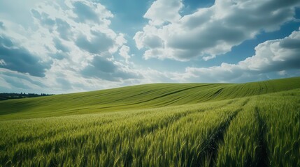 Obraz premium Vast green field of crops stretches under partly cloudy sky. Rows of vibrant green plants form beautiful pattern. Natural, healthy agriculture. Summer autumn scenery in rural area. Perfect for