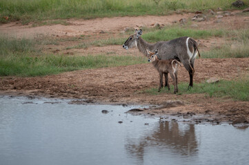 Waterbuck cow with calf standing at the water's edge