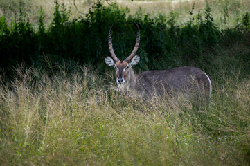 Large waterbuck bull standing under a tree in the long grass