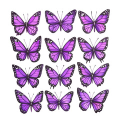 Realistic Illustration Of Purple Butterflies Isolated On Transparent Background