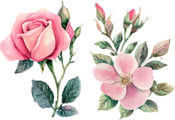 Fototapeta premium Watercolor Pink Rose Flower Illustration – Hand-Painted Floral Art