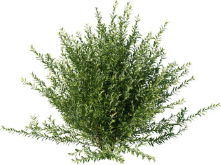 Bush, Boxwood, Bushes, Grass Fence, Plant Decor
