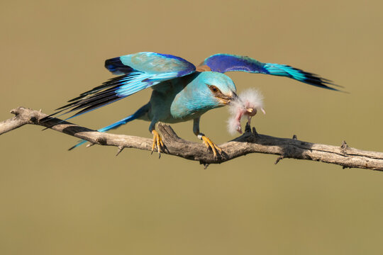 European roller (Coracias garrulus) male, perched on branch with Hoopoe (Upupa epops) chick prey in beak, stolen from nest, Pusztaszer, Kiskunsagi National Park, Hungary. May. 