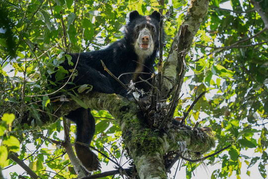 Spectacled bear (Tremarctos ornatus) resting in tree, looking down in the cloud forest of the Ecuadorian Choco, Pichincha, Ecuador. 