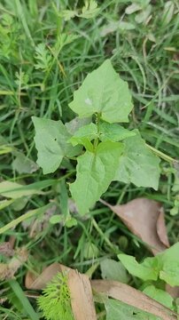 small tree growup into nature	