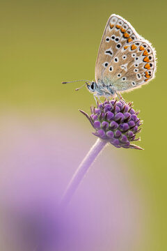 Common blue butterfly (Polyommatus icarus) female, resting on Devil's bit scabious (Succisa pratensis), Vealand Farm, Devon, England, UK. August. 