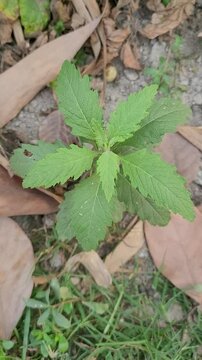 small tree growup into nature	