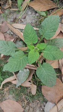 small tree growup into nature	