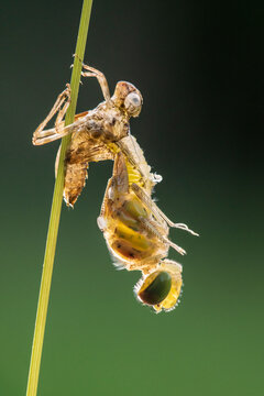 Common darter dragonfly (sympetrum striolatum) emerging from its exoskeleton, backlit in early morning sunlight, Broxwater, Cornwall, England, UK. June. 