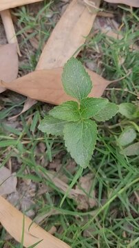 small tree growup into nature	