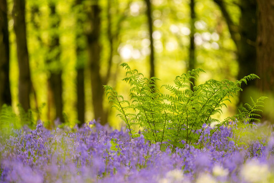 Male fern (Dryopteris filix-mas) among Bluebell (Hyacinthoides non-scripta) carpet and Beech (Fagus sylvatica) woodland, Delcombe Wood, Dorset, England, UK. May. 