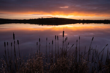 Lower Tamar Lake, silhouetted reeds and reflection at sunrise, Cornwall, England, UK. February, 2023. 