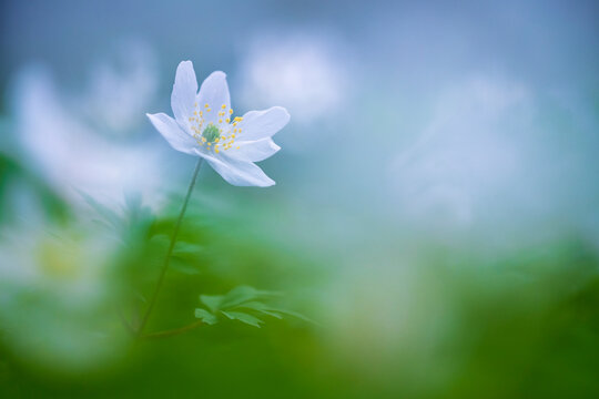 Fototapeta Wood anemone (Anemone nemorosa) in flower, Halson Wood, Devon, England, UK. April. 